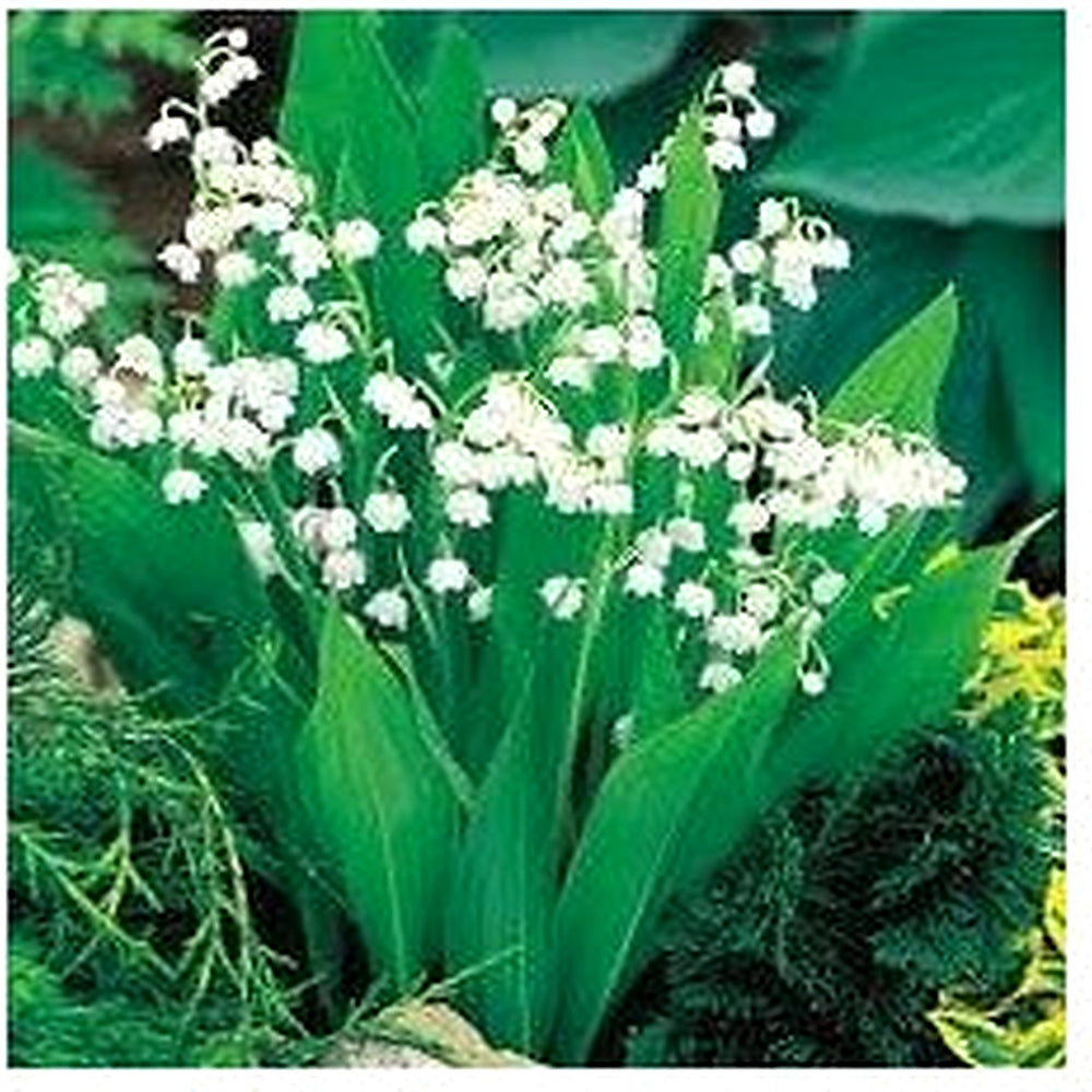 Bell Orchid Flower Seeds for Garden [neera-v5-bf50e8f797188a319009]