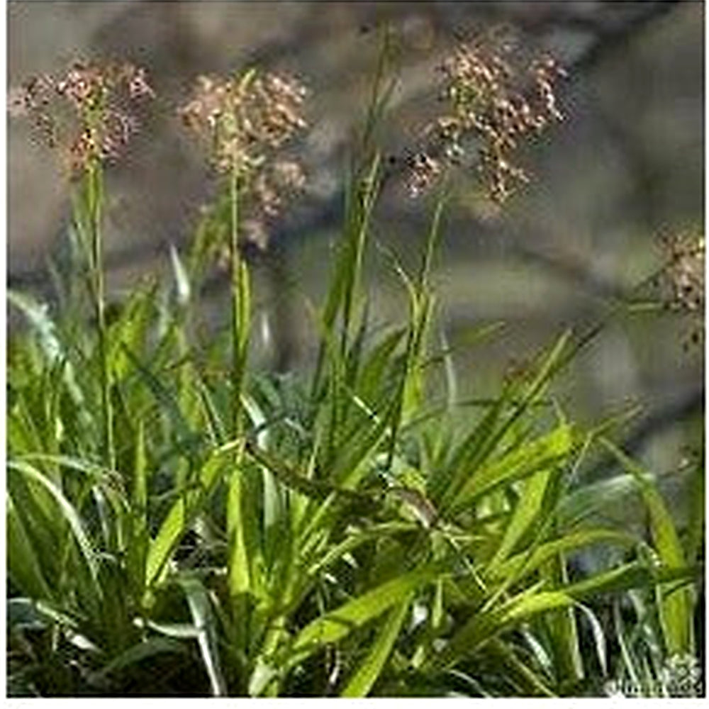 Luzula Spicata Seeds for Planting [neera-v5-bf6b590a6be222ed609b]