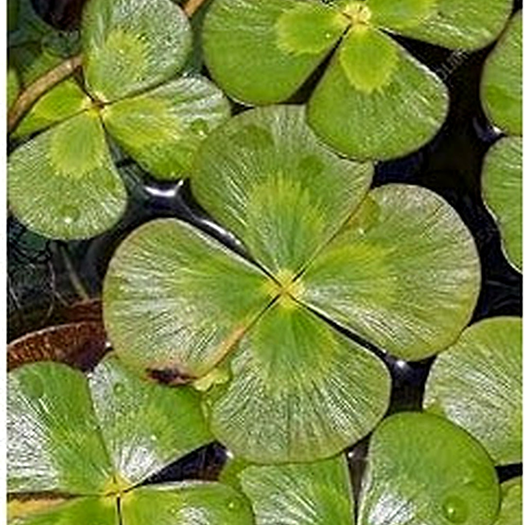 Heirloom Non-GMO Army Green Four Leaf Clover Plant Seeds for Planting [neera-v5-bf6d0249f70681812b5e]