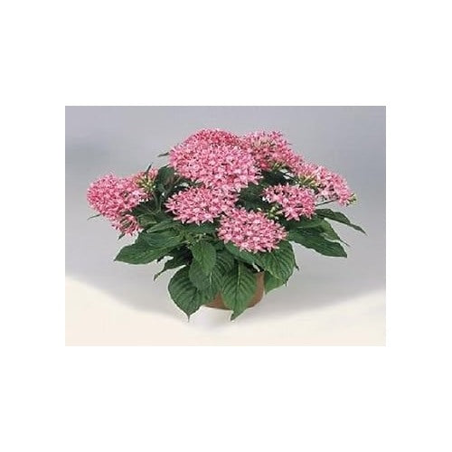 Pink Pentas Flower Seeds for Planting [neera-v5-bf7777e9a80485d4268f]