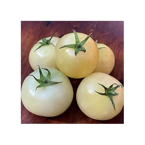 Cream Tomato Seeds for Planting [neera-v5-bf83ab05287a7301ecf6]