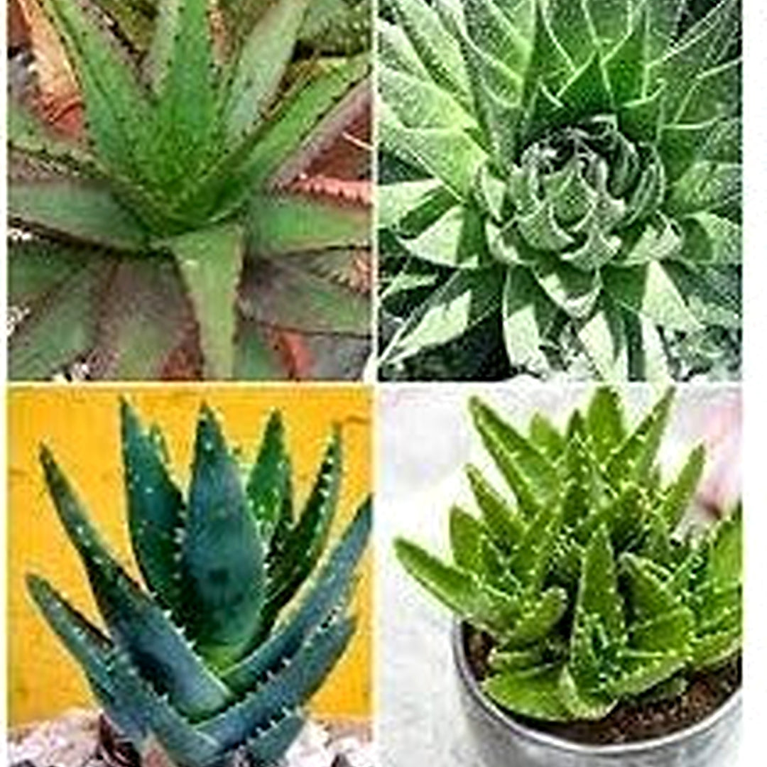 Mixed Aloe Vera Plant Seeds for Planting [neera-v5-bf891527b4426c2e7c96]
