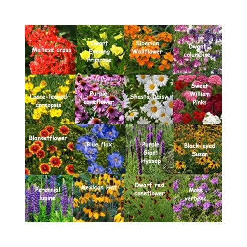 Bulk Wildflower Mix All Perennial Covers Sqft Heirloom Non Gmo Flower Seeds Home Garden [neera-v5-bf8ed64b85778eb01741]