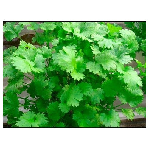 Coriander Seeds for Planting [neera-v5-bf95c0f9444568ee067a]