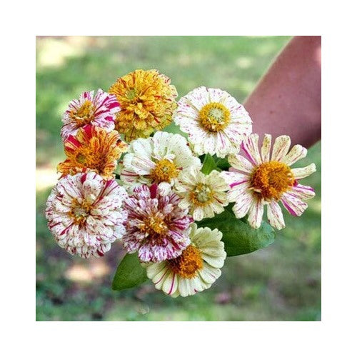 Zinnia Candy Striped Flower Planting Mix Heirloom Double Flower Non Gmo Easy To Grow Annual [neera-v5-bf967262ac38440a5b8a]