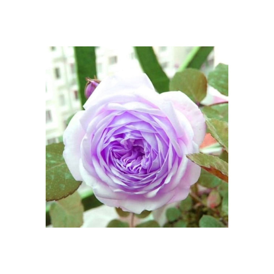 White Purple Rose Rosa Hybrida Flower For Romantic Garden And Outdoor Decorative Planting Flower [neera-v5-bf9731ac2535bc3d705a]