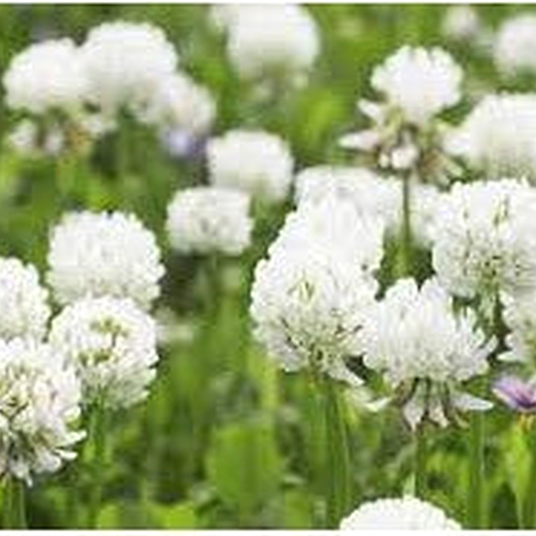 White Organic Trifolium Repens Plant For Planting Heirloom Non Gmo Flower Seeds for Home Garden [neera-v5-bf98e61772d9b1d6db6f]