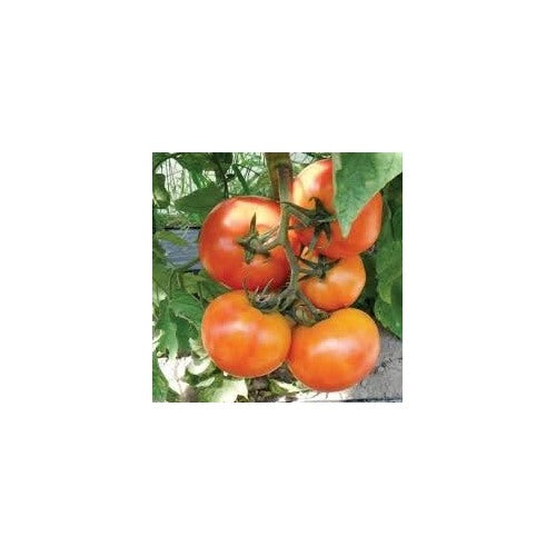 Light Red Tomato Seeds for Planting [neera-v5-bf99c09040c8ffe3afe4]
