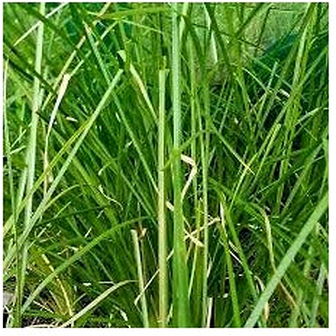 Vetiver Plant Seeds for Planting [neera-v5-bfa36f3e7b3d26b5be18]