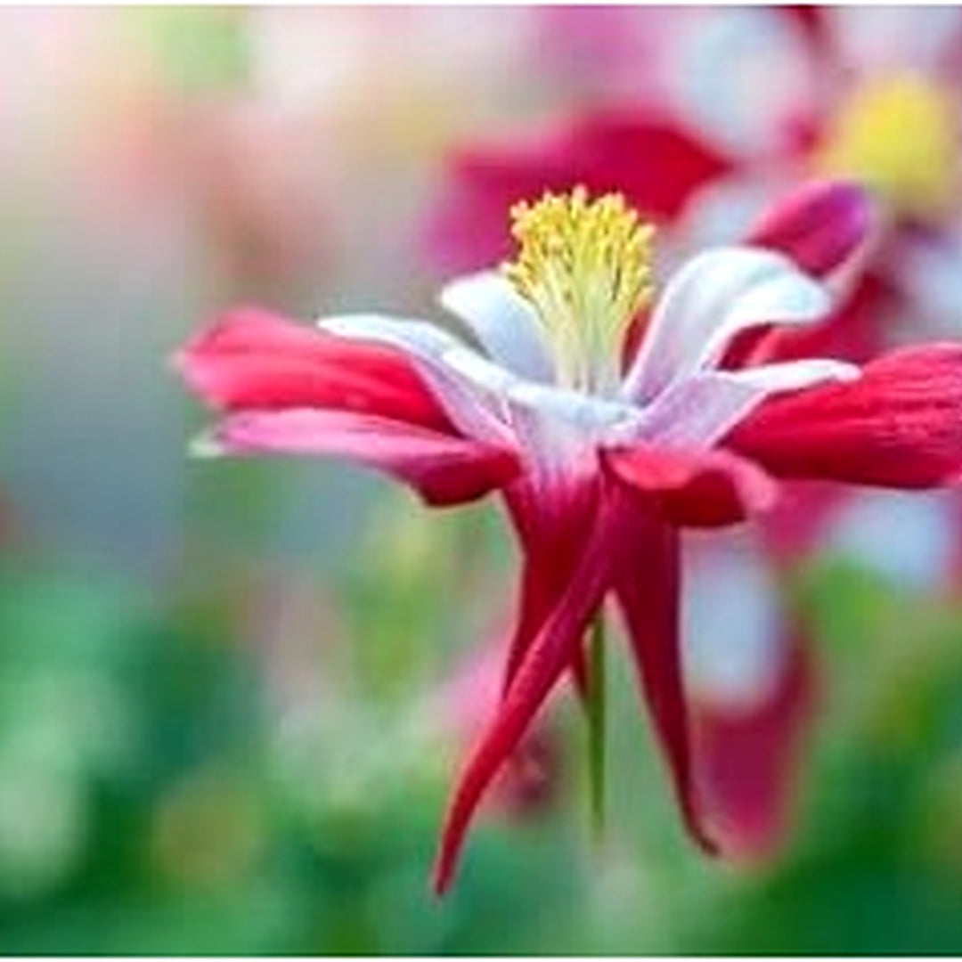 White & Red Aquilegia Heirloom Non-GMO Seeds for Planting [neera-v5-bfb2d59f97c558d43109]
