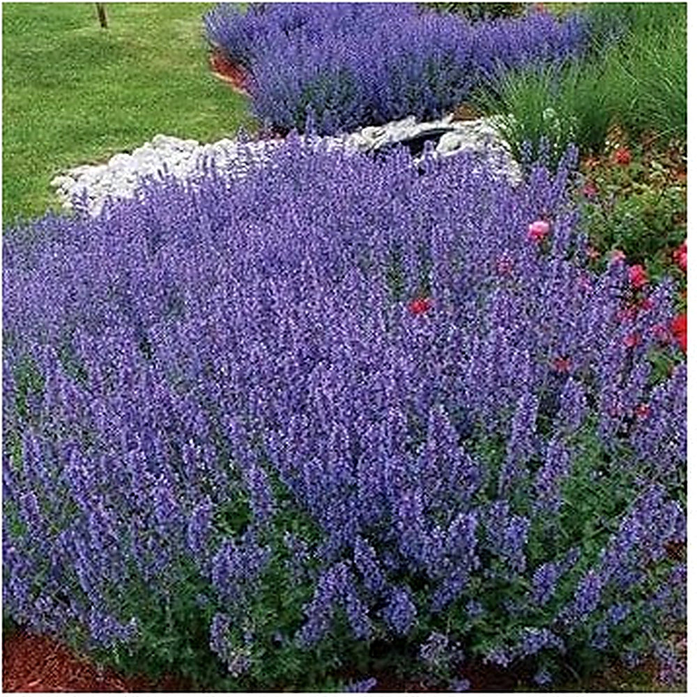 Nepeta Racemosa Flower Seeds for Planting [neera-v5-bfb75138428a4fd7bc67]