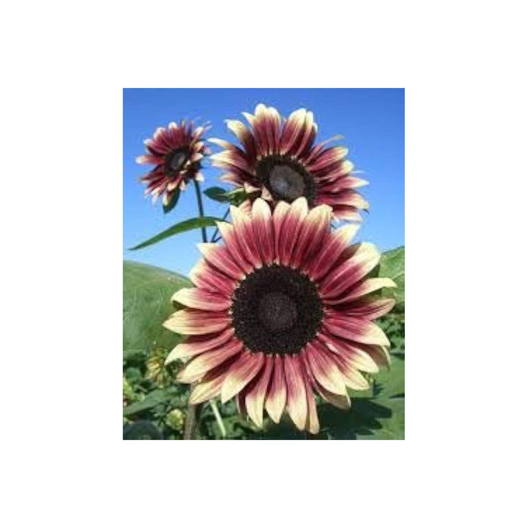Cherry Rose Sunflower For Planting Heirloom Non Gmo For Vibrant Gardens Flower Seeds for Home [neera-v5-bfb7c85b3eacc21520f9]