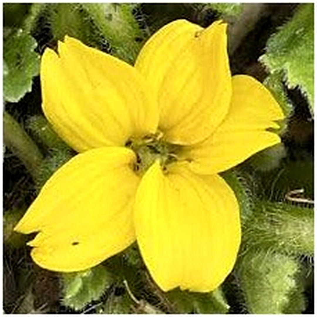 Allen Bush Chrysogonum Virginianum Flower Seeds for Planting [neera-v5-bfb848f1eb2e84a044f4]