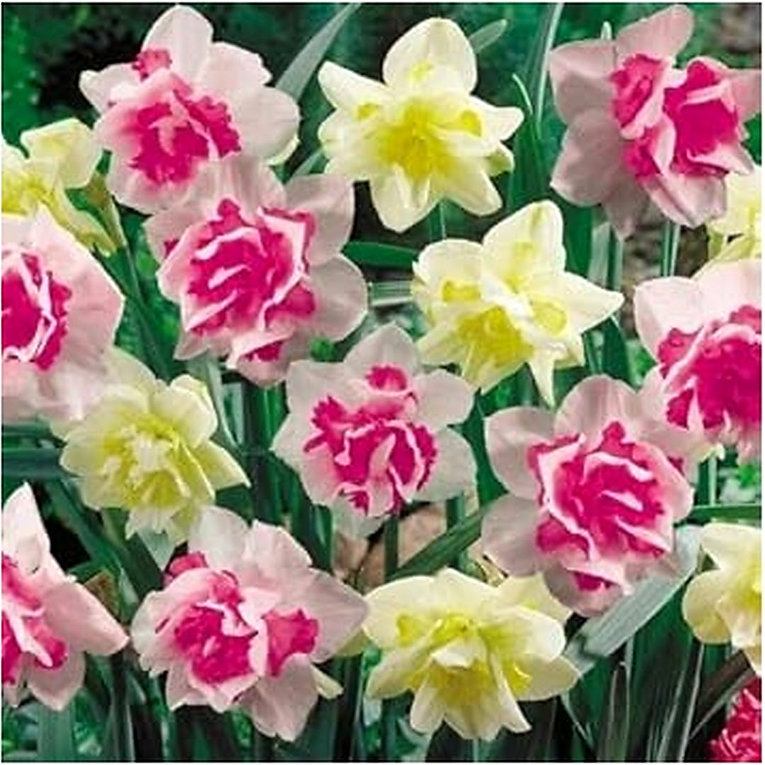 Mixed Color Double Narcissus Flower Seeds for Planting [neera-v5-bfbd04458ded0d17fd66]
