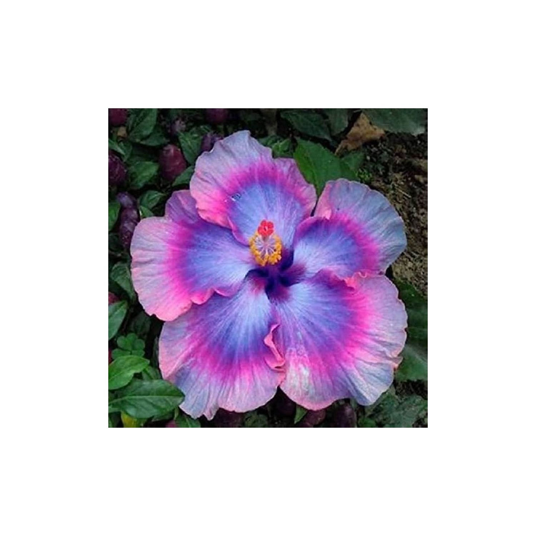 Rosa Lila Hibiscus Hibiscus Syriacus Flower For Seasonal Color In Backyard Gardening Flower Seeds [neera-v5-bfc71b7e0d7ed33cf56c]