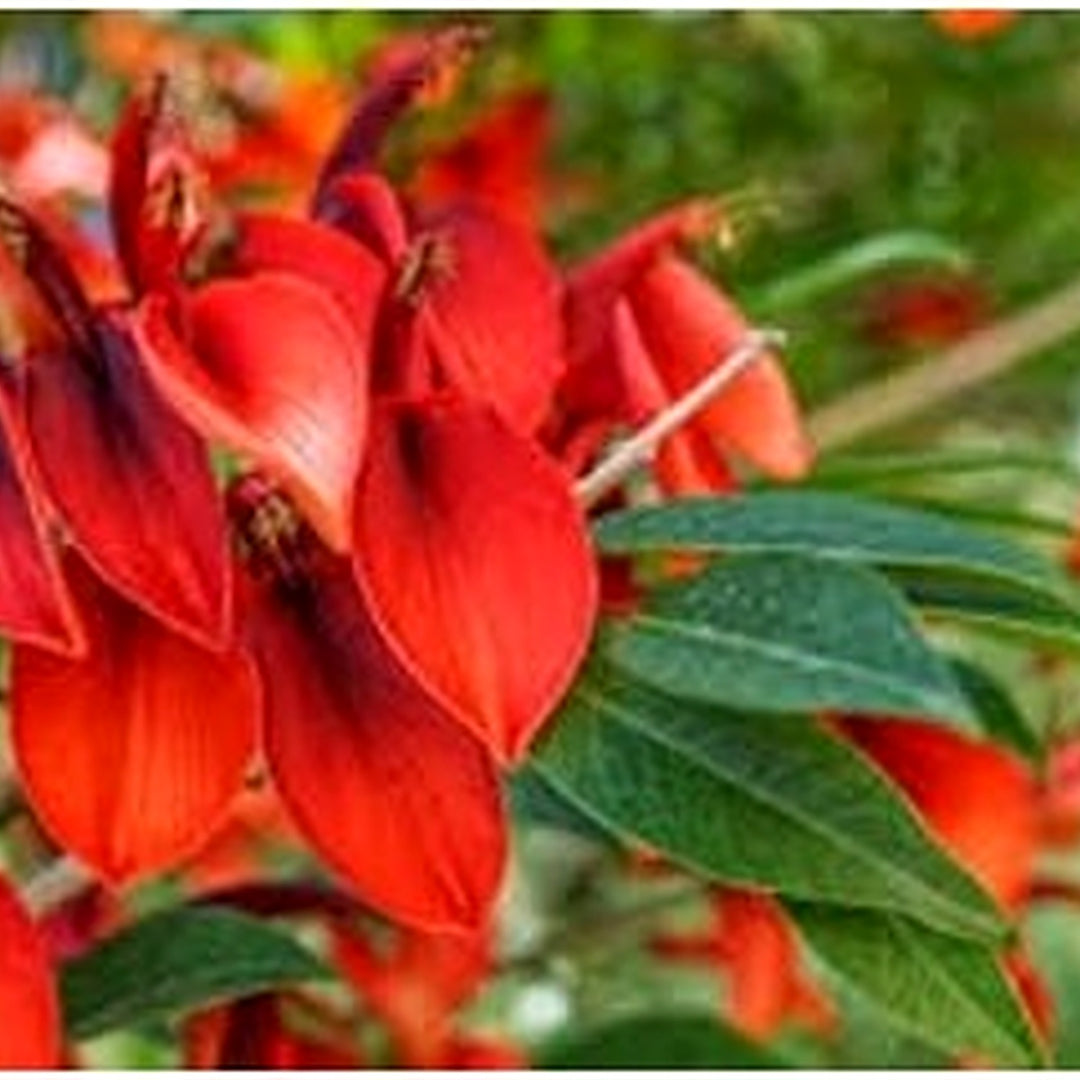 Dark Orange Erythrina Crista Galli Flower Seeds for Planting [neera-v5-bfc73890d417b8a26988]