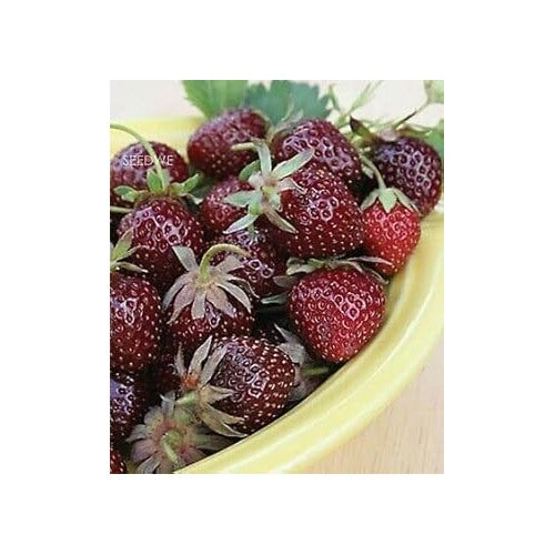 Strawberry Fruit Seeds [neera-v5-bfc84c0842fde6e85006]