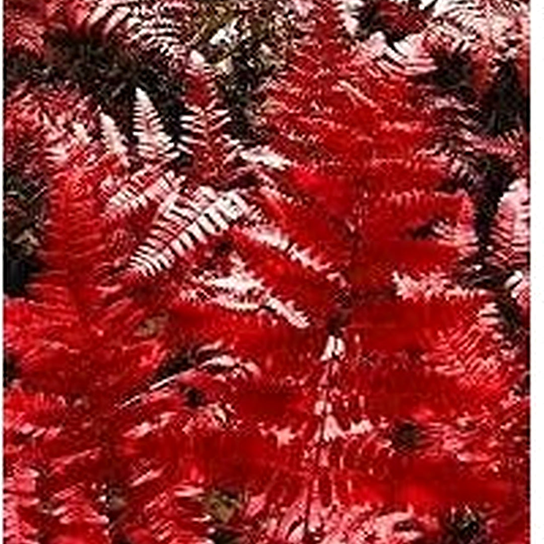 Fern Red Plant Seeds for Planting [neera-v5-bfd622c868ca1875d8b5]