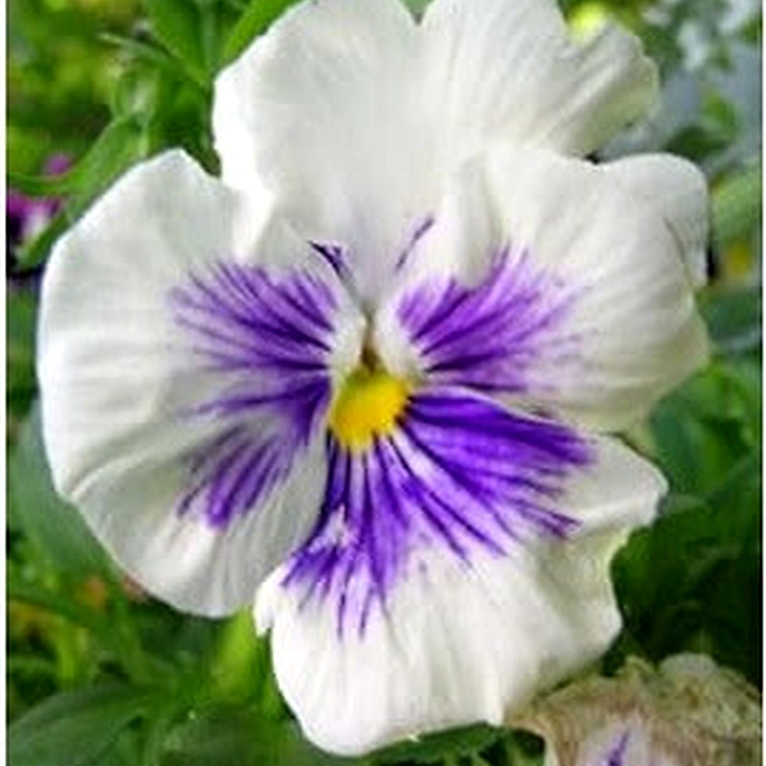 White Blue Heirloom Non Gmo Wittrockiana Flower For Vibrant Garden Displays And Planting Flower [neera-v5-bfd62bb11ee7da3fda6f]