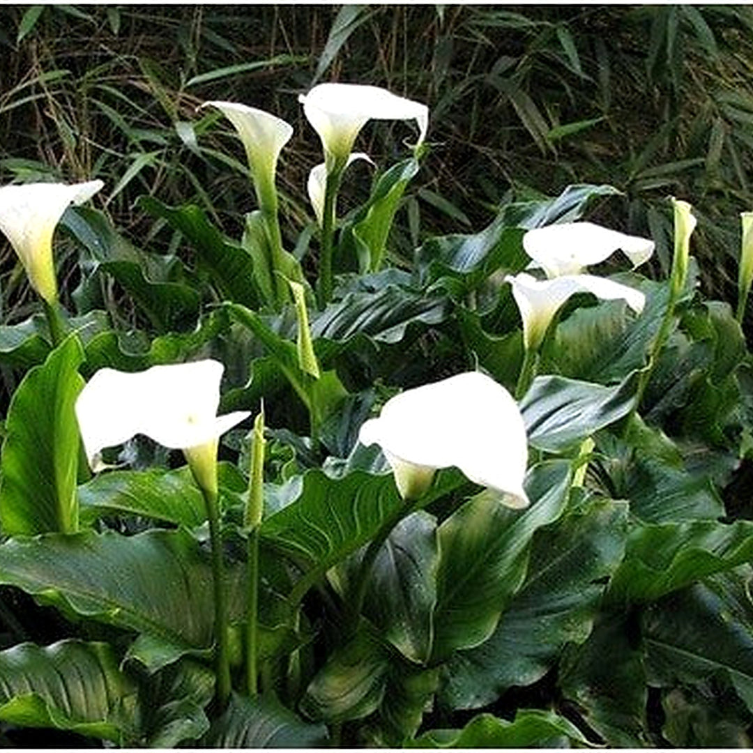 White Zantedeschia Aethiopica Flower Seeds for Planting [neera-v5-bfe2024be3deacec15e8]