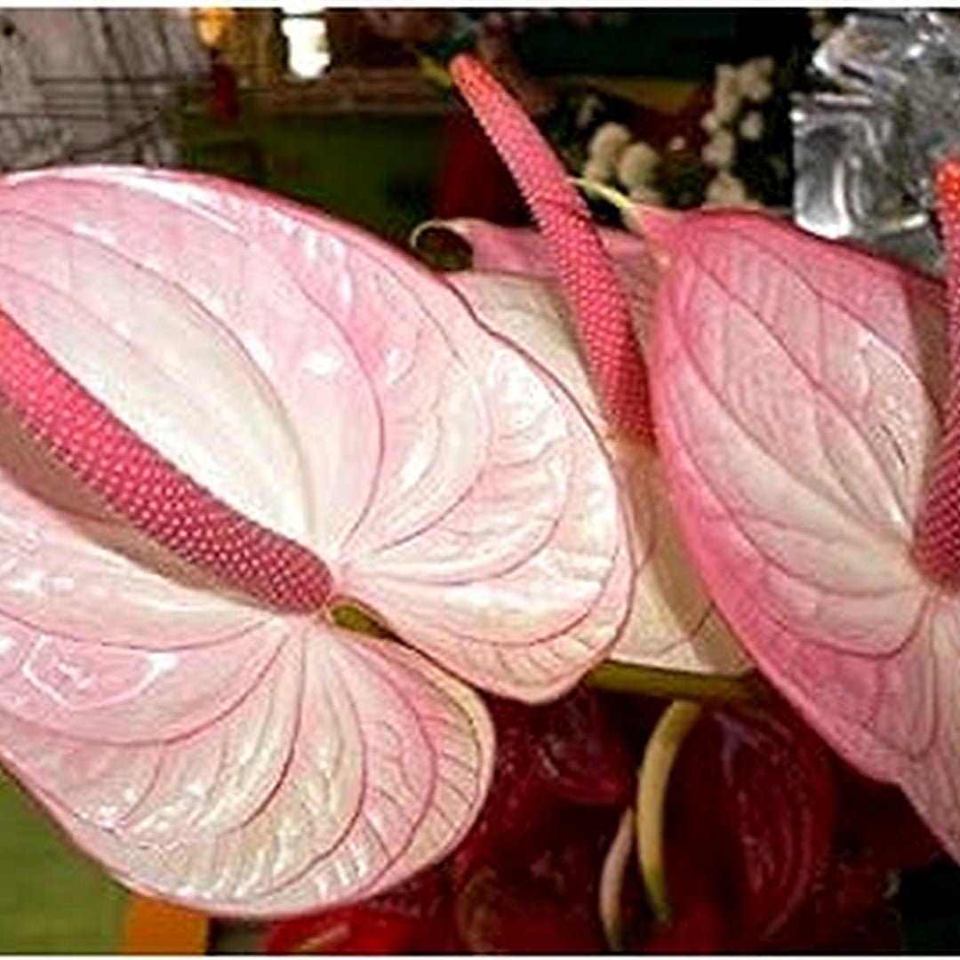 Pale Pink Anthurium Flower Seeds for Planting [neera-v5-bfeb7f43169d315f4fba]