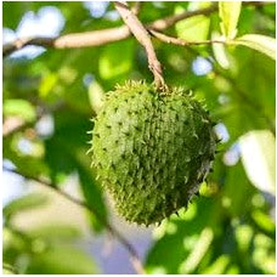 Fresh Green Soursop Fruit Seeds for Planting [neera-v5-bffba58868b5d0f3b73c]