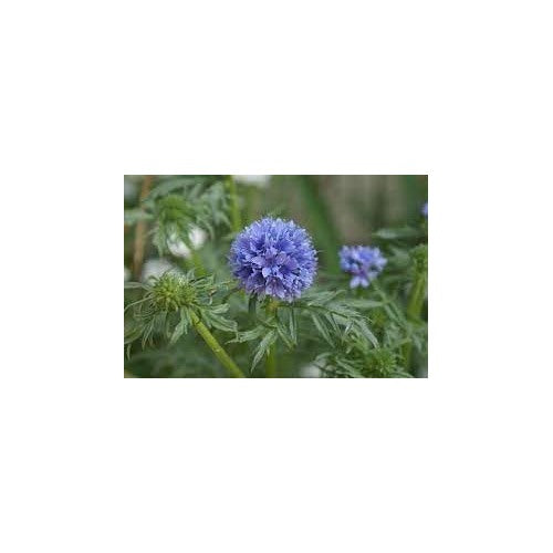 Heirloom Non-GMO Gilia Capitata Flower Seeds for Garden Planting [neera-v5-bffe9ef6ebdccf177eb5]