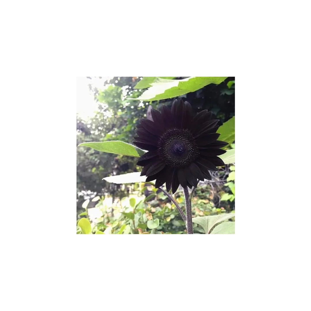 Black Organic Heirloom Non Gmo Sunflower For Planting Unique Garden Blooms Flower Seeds for Home [neera-v5-c027b97fce4ec5018d58]
