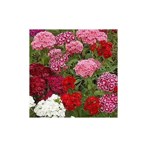 Dianthus Dianthus Chinensis Flower For Planting In Indoor Pots Or Home Garden Flower Beds Flower [neera-v5-c02a543fdae7a3c7857a]