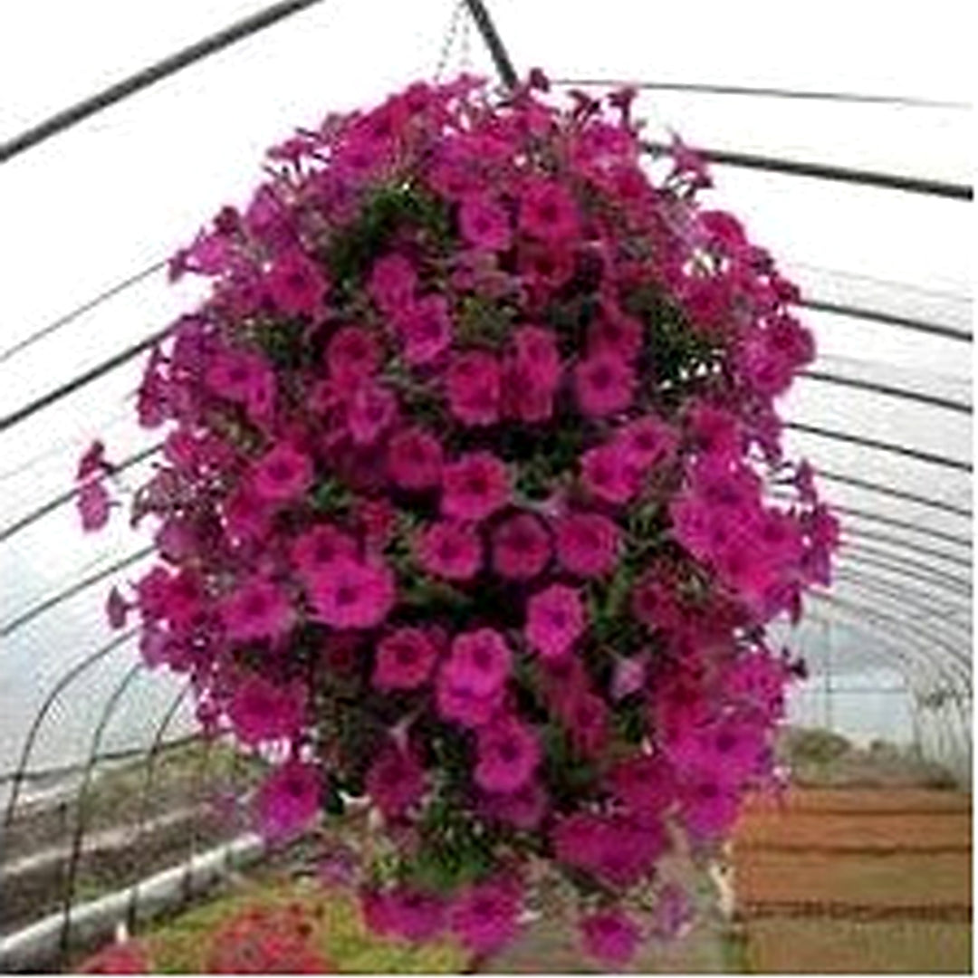 Light Purple Hanging Petunia Flower Seeds for Planting [neera-v5-c02ad994b37514256b7b]