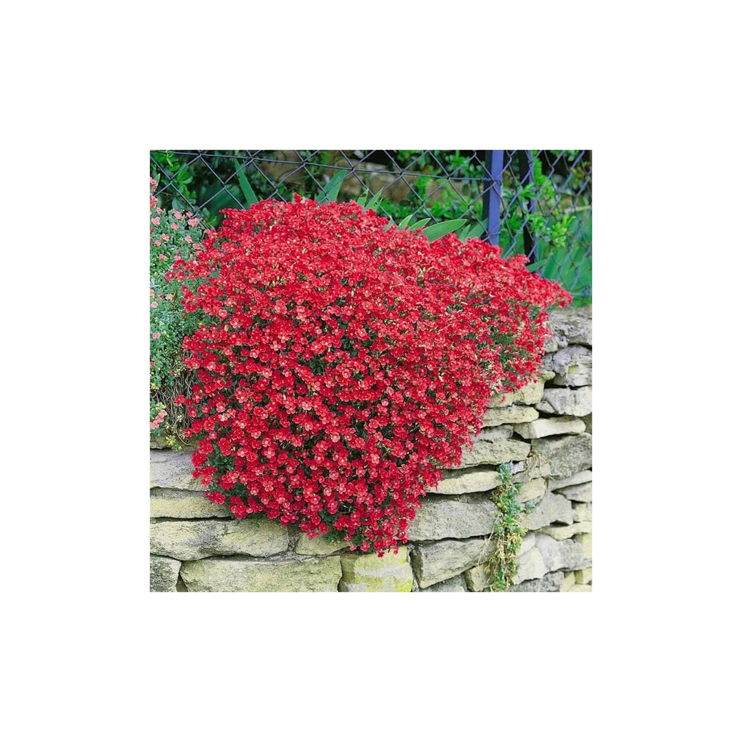 Red Roccia Cress Cascading Viola Aubrieta Perennial Plant Flower Seeds for Home Garden Planting, [neera-v5-c02cdb59af49d1ec6e65]