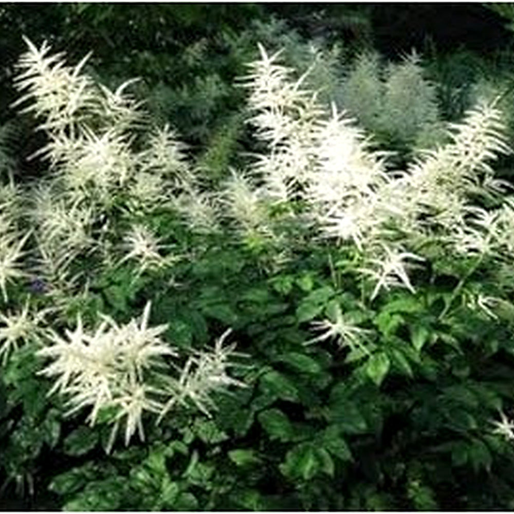 Organic Heirloom Non-GMO White Aruncus Dioicus Seeds for Planting [neera-v5-c02f861a23bb95dfab93]