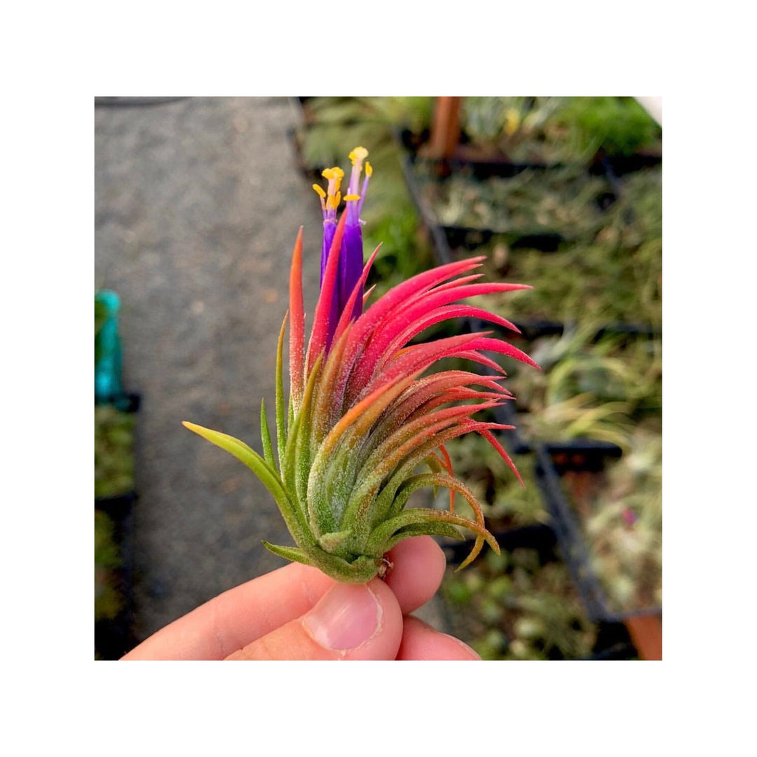 Heirloom Non Gmo Tillandsia Ionantha Plant Air Plant Variety Unique Garden Decor Flower Seeds [neera-v5-c04117f969d6344934fd]