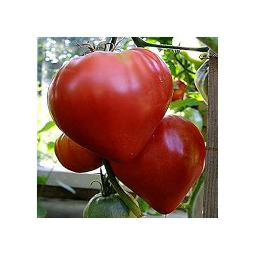 Red Tomato Seeds for Planting [neera-v5-c05eff48cd82794378e9]