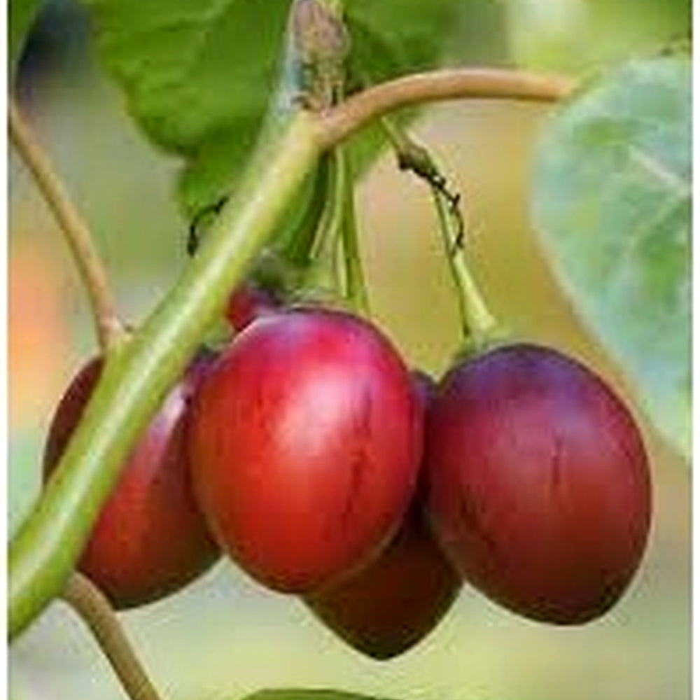 Red Tamarillo Fruit Seeds [neera-v5-c05f1944380d0901a0ad]