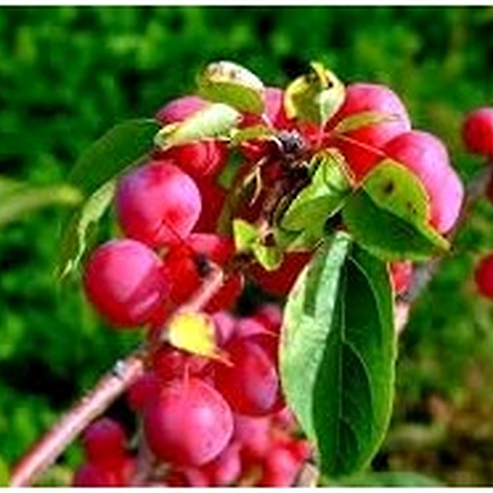 Heirloom Coralberry Shrub Flower Seeds [neera-v5-c0722c479a6c1daa4b7a]