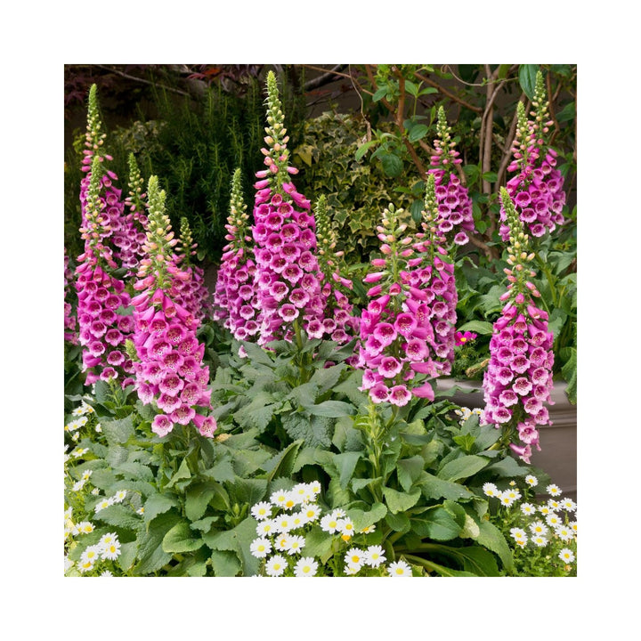 Foxglove Digitalis Purpurea Fritillaria Imperialis Flower For Planting In Home Garden Beds [neera-v5-c0742e84ac8a61784864]