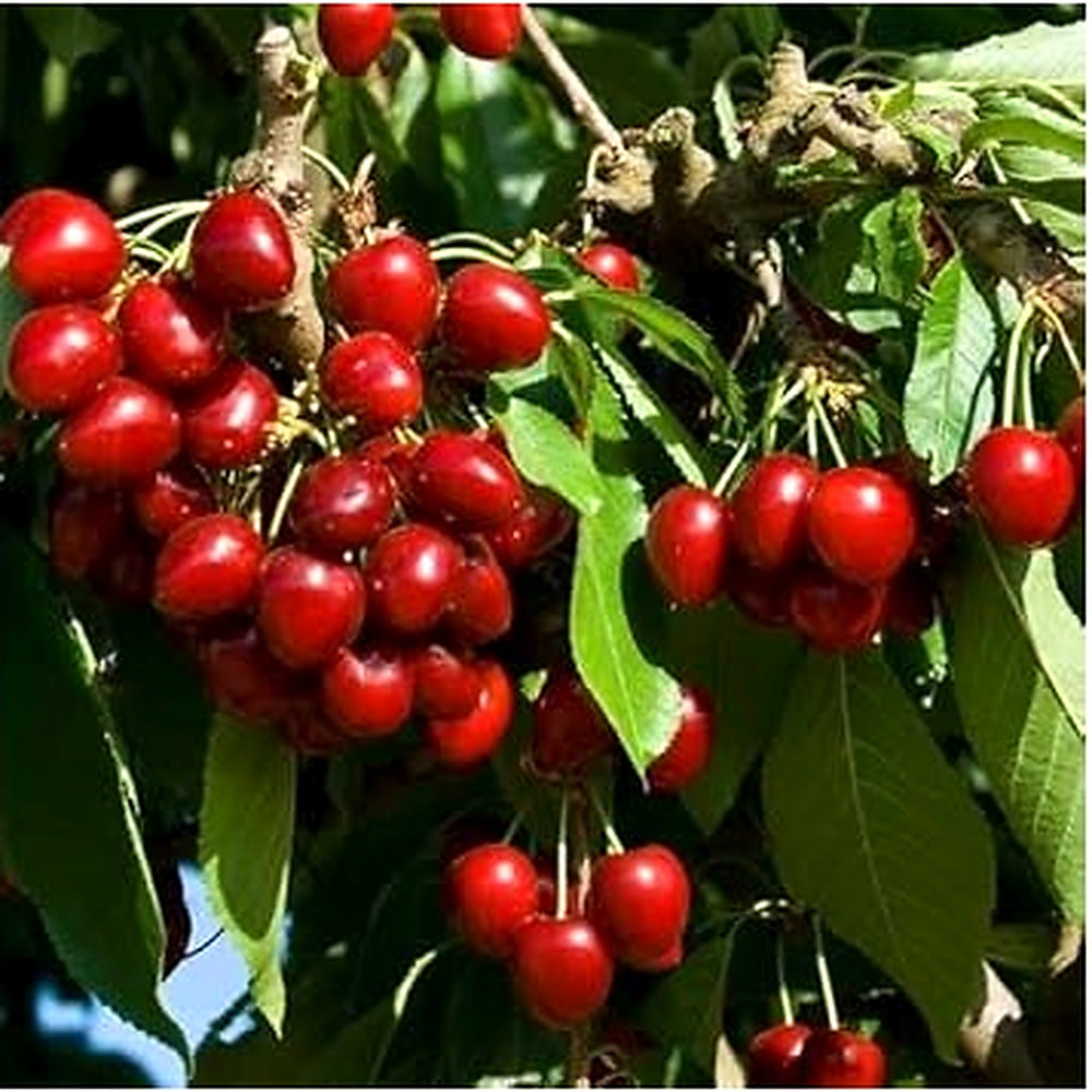 Red Cherry Fruit Seeds for Planting [neera-v5-c079ebe6789c1691ef16]