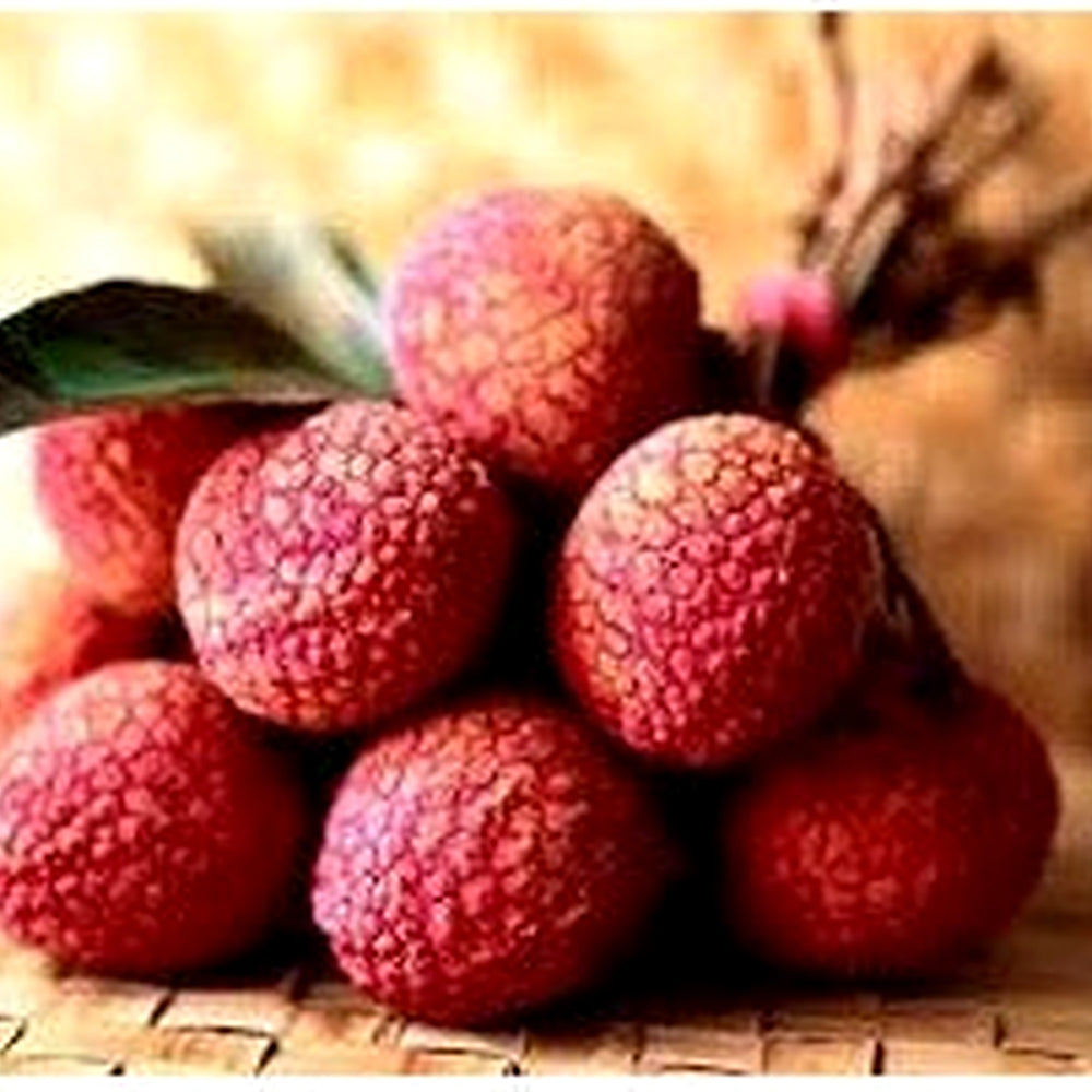 Hak Ip (Black Leaf) Lychee Fruit Seeds for Planting [neera-v5-c08cc527d7aeeee7c843]