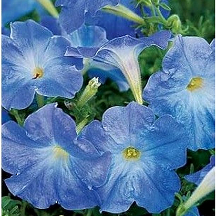 Sky Blue Petunia Flower Seeds for Planting [neera-v5-c091a93505cac6f7f303]