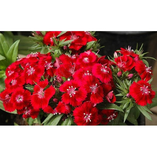 Burgundy Dianthus Flower Seeds for Planting [neera-v5-c0950972f8d9e330034a]