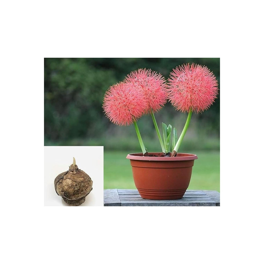 Red Hot Poker Kniphofia Uvaria Flower For Planting In Backyard Gardening Spaces Flower Seeds for [neera-v5-c096b769b46bdf8a4e35]
