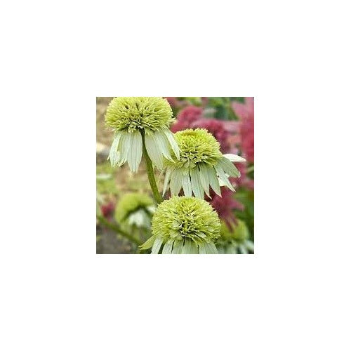 Light Yellow Echinacea Flower Seeds for Planting [neera-v5-c097c0423b820862de4b]