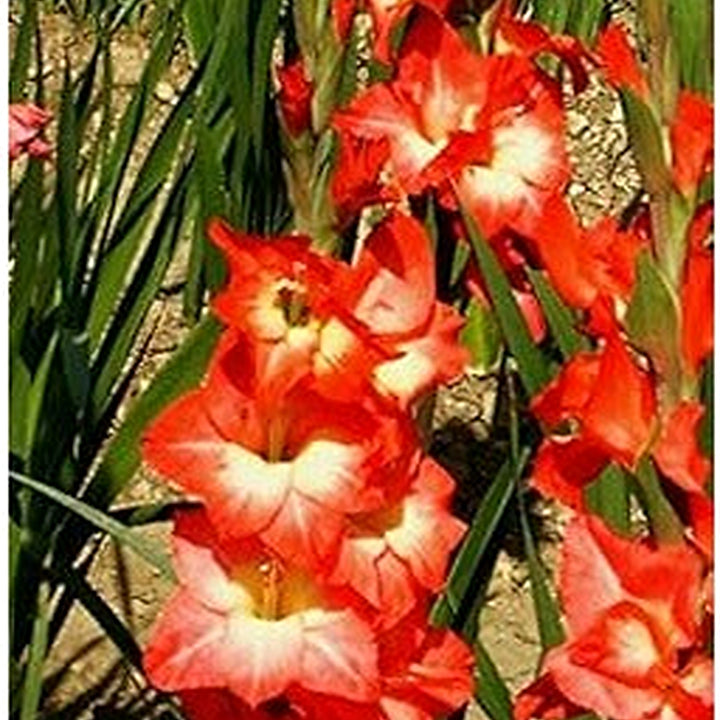 Organic Heirloom Red White Gladiolus Flower Seeds [neera-v5-c0a6c477cb37761e0b25]