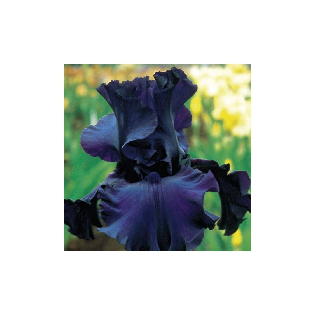 Iris Iris Tectorum Chinese Flower For Planting Rare Variety For Backyard Gardening Shaded [neera-v5-c0aeec6ccba66a6ffef2]