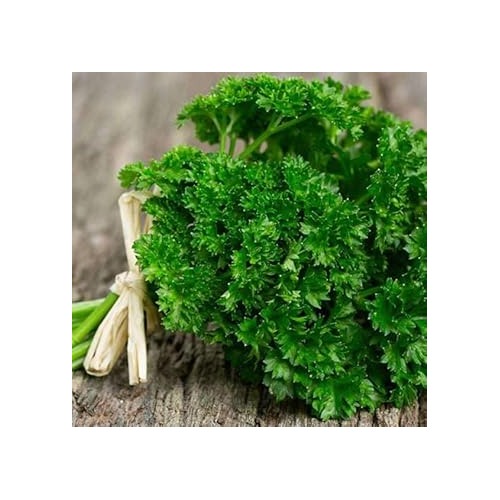 Lettuce Flower Seeds for Planting [neera-v5-c0b39e9d89383c004e7b]