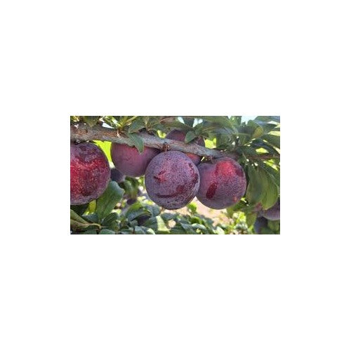 Ciruela Fruit Seeds for Planting [neera-v5-c0d0f0e3c1ed3b36ed7a]