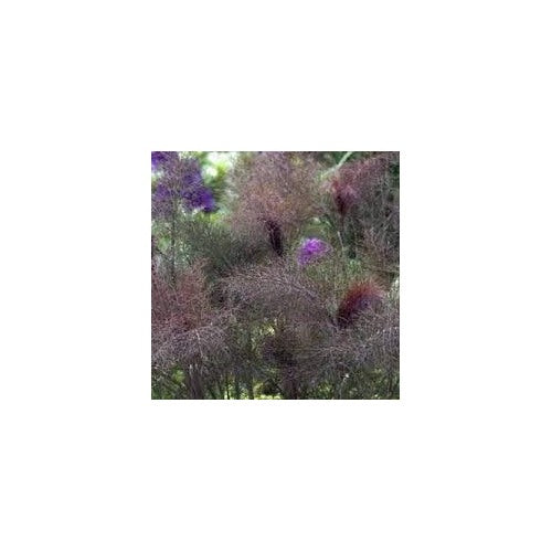 Foeniculum vulgare Bronze Fennel Seeds [neera-v5-c0d855fdebf8ce6ae5d5]