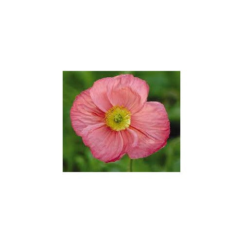 Champagne Bubbles Pink Iceland Poppy Flower Seeds for Planting [neera-v5-c0ddcf5b37cc936ac0da]