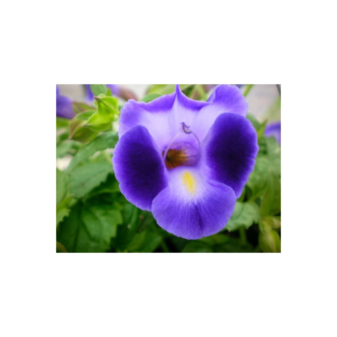 Purple Heirloom Non Gmo Torenia Kauai Flower Shade Loving Wishbone Plant For Hanging Baskets Flower [neera-v5-c0de61377f19d15fde4a]